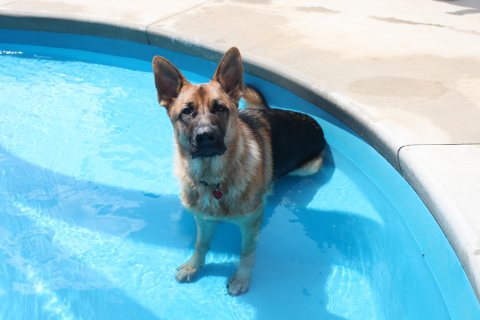 Pool inspiration