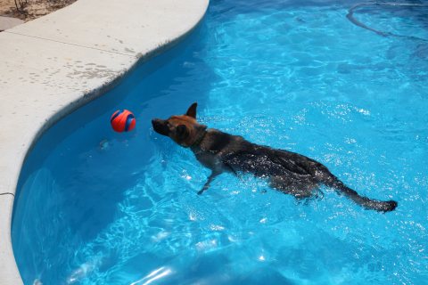 Pool inspiration