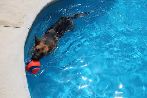 Pool inspiration