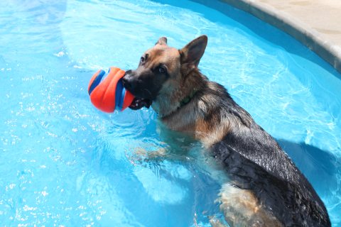 Pool inspiration