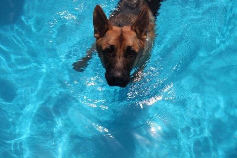 Pool inspiration