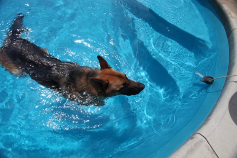Pool inspiration